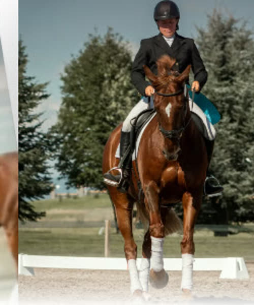 Dressurreiterin auf braunem Pferd, Motiv der Website von VMS Equestrian aus Luxemburg