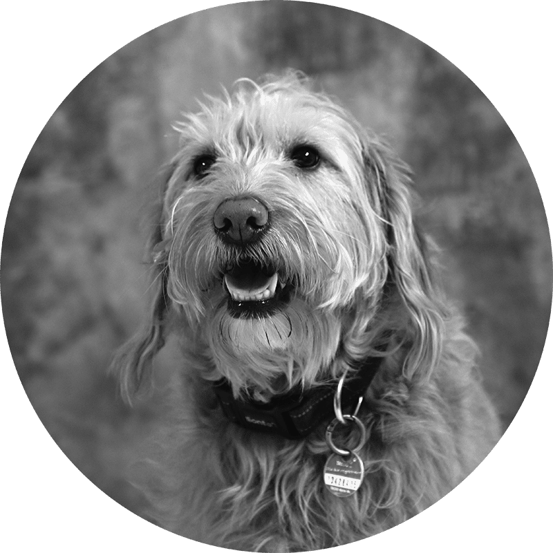 Wilma, der Bürohund von marketing thom, mit zotteligem Fell und Halsband