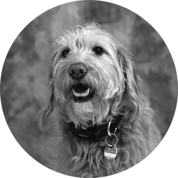 Porträt von Wilma, dem Bürohund von marketing thom, in Schwarz-Weiß vor grauem Studiohintergrund